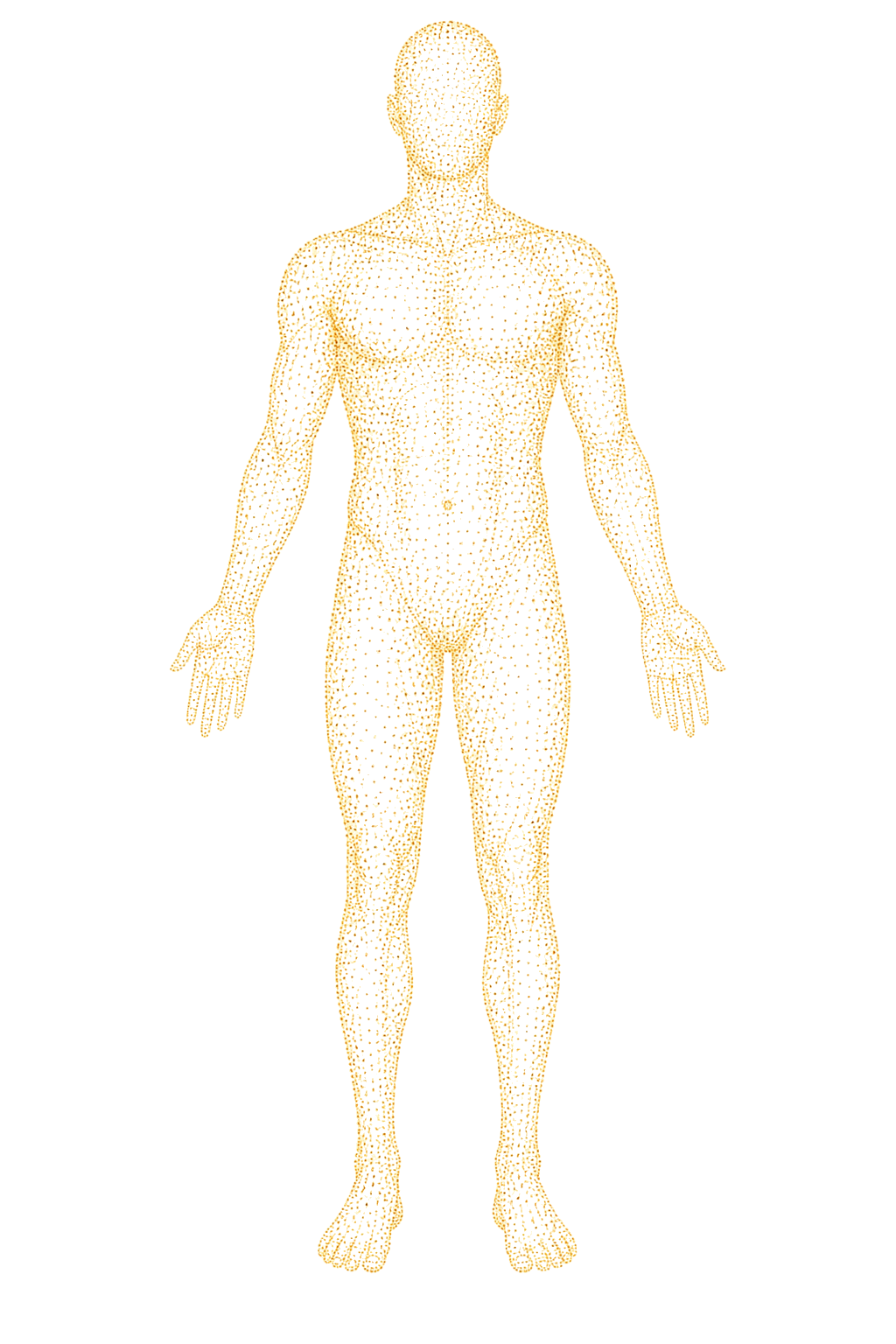 Interactive anatomy wireframe